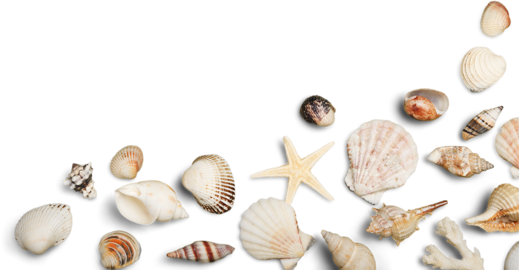 Group of Shells
